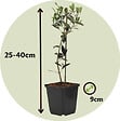 PLANT IN A BOX - Olivier - Set de 2 - Olea europaea - Hauteur 25-40cm - ⌀9cm - vignette
