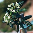 PLANT IN A BOX - Pittospore du Japon - Pittosporum tobira nanum - Hauteur 30-40cm - ⌀19cm - vignette