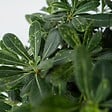 PLANT IN A BOX - Pittospore du Japon - Pittosporum tobira nanum - Hauteur 30-40cm - ⌀19cm - vignette