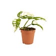BLOOMIQUE - Monstera Adansonii Variegata - Masque de singe - Hauteur 20-25 cm - Pot 12 cm - vignette