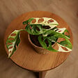 BLOOMIQUE - Monstera Adansonii Variegata - Masque de singe - Hauteur 20-25 cm - Pot 12 cm - vignette