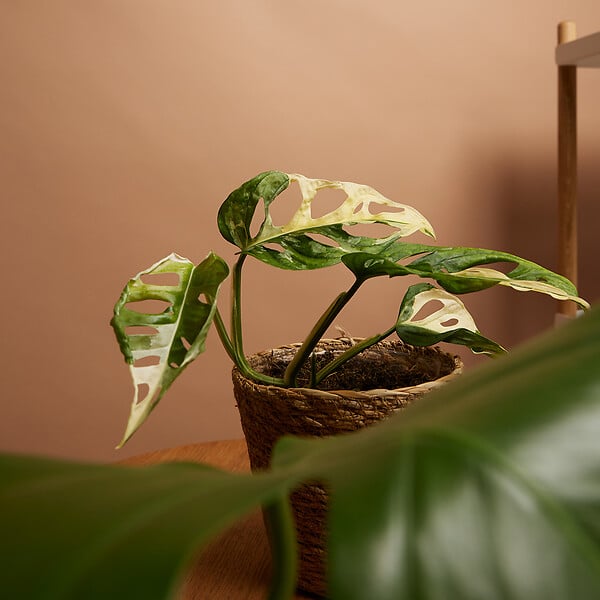 BLOOMIQUE - Monstera Adansonii Variegata - Masque de singe - Hauteur 20-25 cm - Pot 12 cm - large