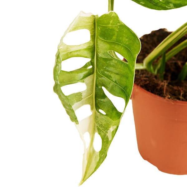 BLOOMIQUE - Monstera Adansonii Variegata - Masque de singe - Hauteur 20-25 cm - Pot 12 cm - large