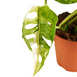 BLOOMIQUE - Monstera Adansonii Variegata - Masque de singe - Hauteur 20-25 cm - Pot 12 cm - vignette
