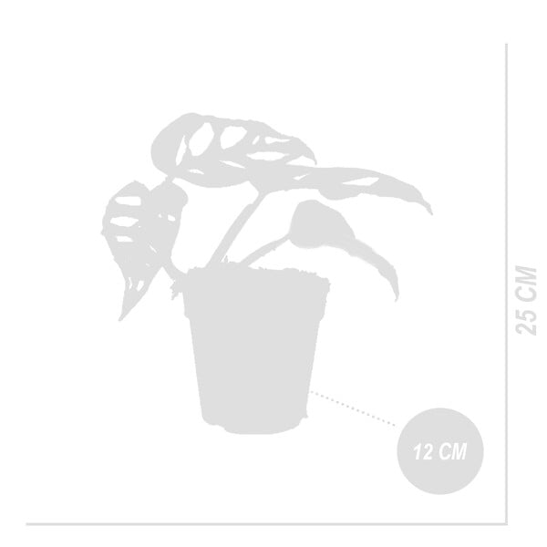 BLOOMIQUE - Monstera Adansonii Variegata - Masque de singe - Hauteur 20-25 cm - Pot 12 cm - large