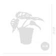 BLOOMIQUE - Monstera Adansonii Variegata - Masque de singe - Hauteur 20-25 cm - Pot 12 cm - vignette