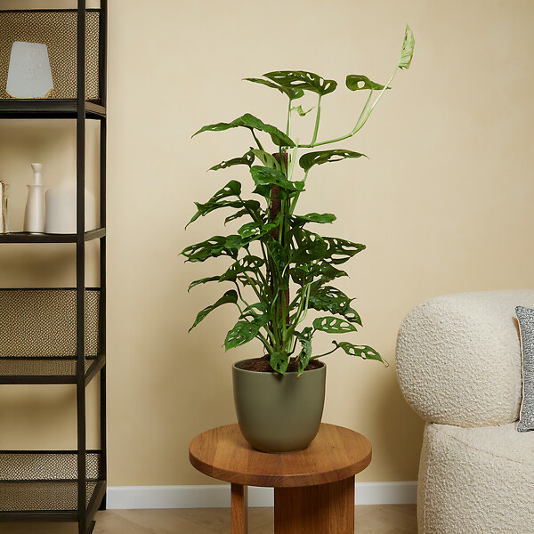 BLOOMIQUE - Lot de 2 - Monstera Adansonii avec Bâton de Mousse - Feuille de Singe - H. 70-80 cm - P. 17 cm - large