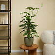 BLOOMIQUE - Lot de 2 - Monstera Adansonii avec Bâton de Mousse - Feuille de Singe - H. 70-80 cm - P. 17 cm - vignette