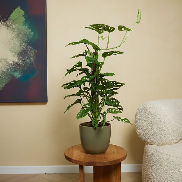 BLOOMIQUE - Lot de 2 - Monstera Adansonii avec Bâton de Mousse - Feuille de Singe - H. 70-80 cm - P. 17 cm - large