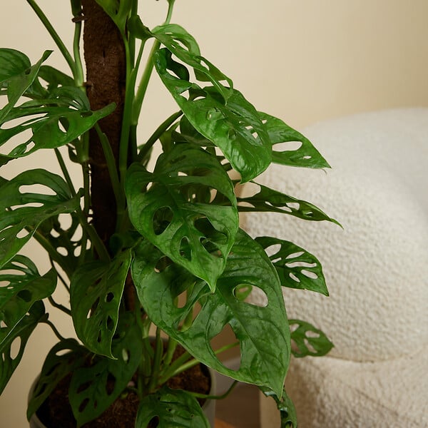 BLOOMIQUE - Lot de 2 - Monstera Adansonii avec Bâton de Mousse - Feuille de Singe - H. 70-80 cm - P. 17 cm - large