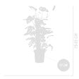 BLOOMIQUE - Lot de 2 - Monstera Adansonii avec Bâton de Mousse - Feuille de Singe - H. 70-80 cm - P. 17 cm - vignette