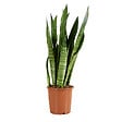 BLOOMIQUE - Sansevieria Zeylanica - Langue de Dame - Plantes d'intérieur - 80-100 cm de haut - Pot 21 cm - vignette