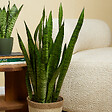 BLOOMIQUE - Sansevieria Zeylanica - Langue de Dame - Plantes d'intérieur - 80-100 cm de haut - Pot 21 cm - vignette