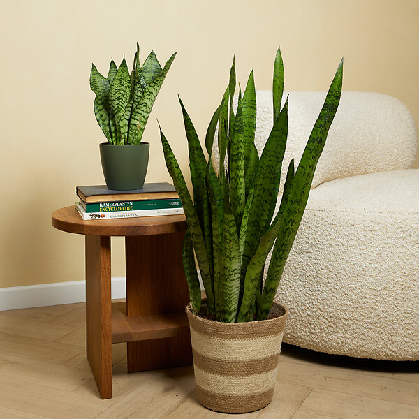 BLOOMIQUE - Sansevieria Zeylanica - Langue de Dame - Plantes d'intérieur - 80-100 cm de haut - Pot 21 cm - large