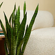 BLOOMIQUE - Sansevieria Zeylanica - Langue de Dame - Plantes d'intérieur - 80-100 cm de haut - Pot 21 cm - vignette