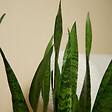 BLOOMIQUE - Sansevieria Zeylanica - Langue de Dame - Plantes d'intérieur - 80-100 cm de haut - Pot 21 cm - vignette