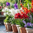 PLANT IN A BOX - Mélange de bulbes des Pays-Bas - Set de 125 - Gladiolus, Dahlia, Freesia - vignette