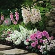 PLANT IN A BOX - Mélange de bulbes pour le jardin - Set de 250 - Dahlia Gladiolus Freesia Oxalis - vignette