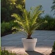 PLANT IN A BOX - Mélange de palmiers d'extérieur - Set de 3 - Hauteur 50-70cm - ⌀15cm - vignette