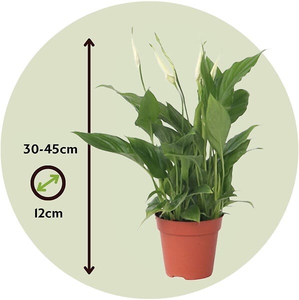 PLANT IN A BOX - Fleur de lune - Spathiphyllum 'Torelli' - Hauteur 30-45cm - ⌀12cm - large