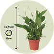 PLANT IN A BOX - Fleur de lune - Spathiphyllum 'Torelli' - Hauteur 30-45cm - ⌀12cm - vignette