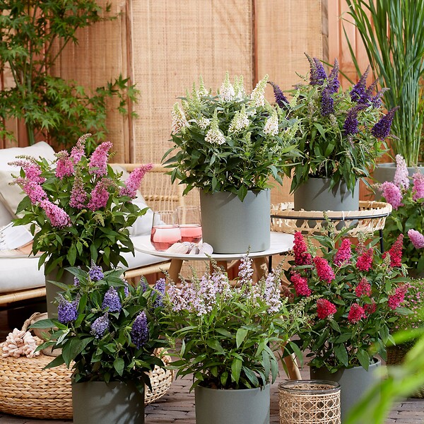 PLANT IN A BOX - Arbre à papillons - Set de 2 - Buddleja davidii 'Candy' - H30-40cm - ⌀19cm - large