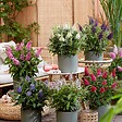 PLANT IN A BOX - Arbre à papillons - Set de 2 - Buddleja davidii 'Candy' - H30-40cm - ⌀19cm - vignette