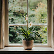 PLANT IN A BOX - Fleur de lune - Spathiphyllum 'Lima' - Hauteur 60-75cm - ⌀17cm - vignette