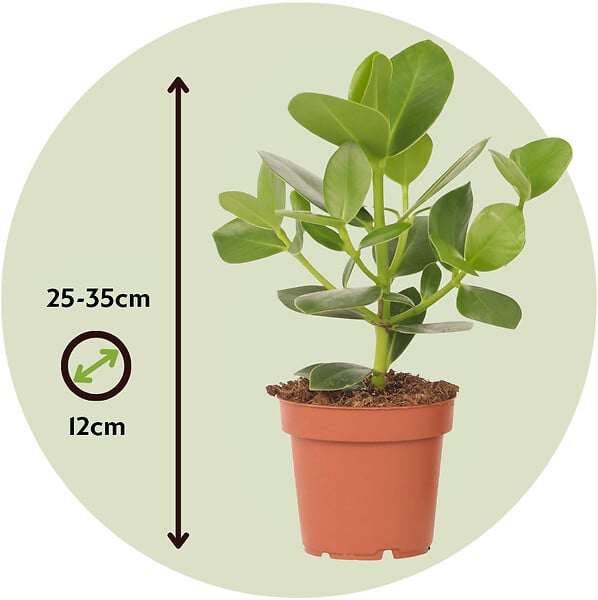 PLANT IN A BOX - Pommier baumier - Set de 2 - Clusia rosea 'Princess' - Hauteur 25-35cm - ⌀12cm - large