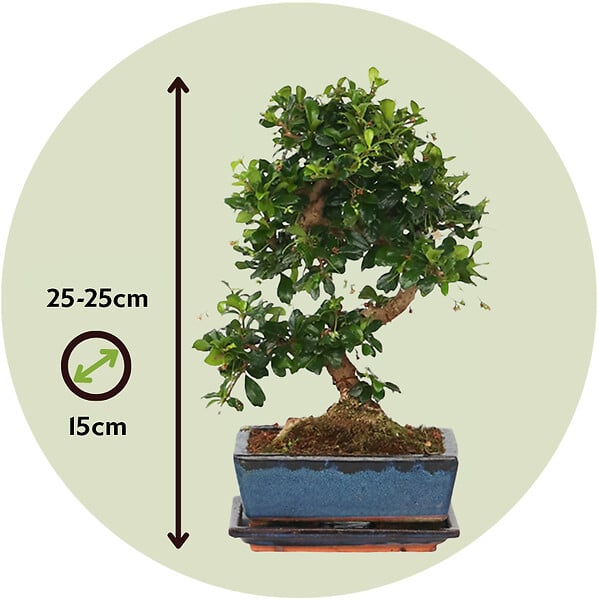 PLANT IN A BOX - Bonsaï - Carmona microphylla - Hauteur 20-30cm - ⌀15cm - large