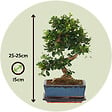 PLANT IN A BOX - Bonsaï - Carmona microphylla - Hauteur 20-30cm - ⌀15cm - vignette