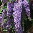 PLANT IN A BOX - Arbre à papillons - Set de 3 - Buddleja davidii - Hauteur 25-40cm - ⌀9cm - vignette