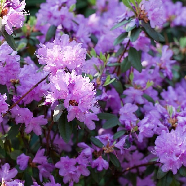 PLANT IN A BOX - Buisson à fleurs - Set de 6 - Rhododendron catawbiense - Hauteur 25-40cm - ⌀9cm - large
