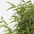 PLANT IN A BOX - Bambou non-traçant - Set de 6 - Fargesia nitida 'Red Dragon' - H50-70cm - ⌀17cm - vignette