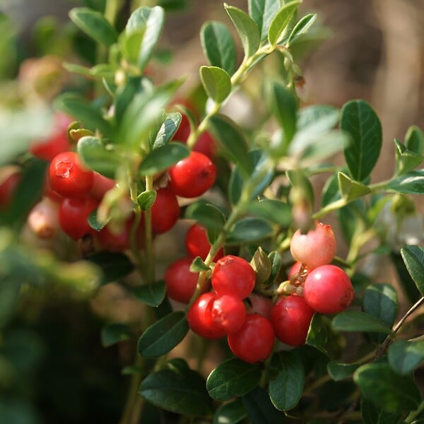 PLANT IN A BOX - Canneberge - Set de 3 - Vaccinium macrocarpon 'Cranberry' - H10-20cm - ⌀9cm - large