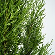 PLANT IN A BOX - Cyprès toujours vert - Set de 2 - Cupressus sempervirens - H70-80cm - ⌀19cm - vignette