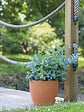 DEROMA - Egg Pot Cotto 25cm - vignette