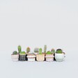PLANT IN A BOX - Mélange de mini cactus - Set de 12 - Cactus - Hauteur 5-10cm - ⌀5,5cm - vignette