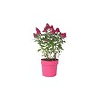 PLANT IN A BOX - Arbre à papillons - Buddleja davidii 'Candy' - Hauteur 30-40cm - ⌀19cm - vignette