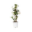 PLANT IN A BOX - Dipladenia - Mandeville 'Rio White' - Hauteur 60-70cm - ⌀17cm - vignette
