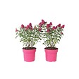 PLANT IN A BOX - Arbre à papillons - Set de 2 - Buddleja davidii 'Candy' - H30-40cm - ⌀19cm - vignette