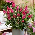 PLANT IN A BOX - Arbre à papillons - Set de 2 - Buddleja davidii 'Candy' - H30-40cm - ⌀19cm - vignette