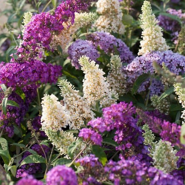 PLANT IN A BOX - Arbre à papillons - Set de 3 - Buddleja davidii - Hauteur 25-40cm - ⌀9cm - large