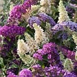 PLANT IN A BOX - Arbre à papillons - Set de 3 - Buddleja davidii - Hauteur 25-40cm - ⌀9cm - vignette