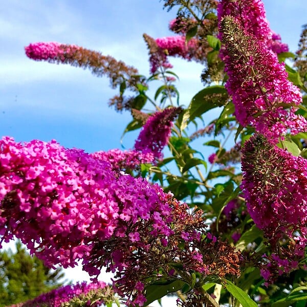 PLANT IN A BOX - Arbre à papillons - Set de 3 - Buddleja davidii - Hauteur 25-40cm - ⌀9cm - large