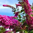 PLANT IN A BOX - Arbre à papillons - Set de 3 - Buddleja davidii - Hauteur 25-40cm - ⌀9cm - vignette
