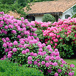PLANT IN A BOX - Buisson à fleurs - Set de 6 - Rhododendron catawbiense - Hauteur 25-40cm - ⌀9cm - vignette