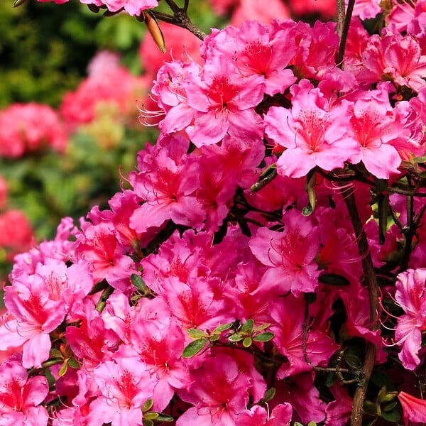 PLANT IN A BOX - Buisson à fleurs - Set de 6 - Rhododendron catawbiense - Hauteur 25-40cm - ⌀9cm - large