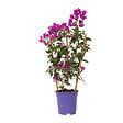 PLANT IN A BOX - Bougainvillier - Bougainvillea 'Alexandra' - Hauteur 50-60cm - ⌀17cm - vignette