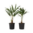 PLANT IN A BOX - Palmier de Chine - Set de 2 - Trachycarpus Fortunei - Hauteur 35-45cm - ⌀15cm - vignette